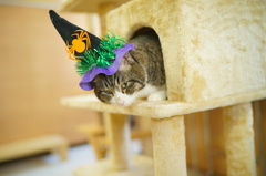 ハッロウィ～ン！☆
