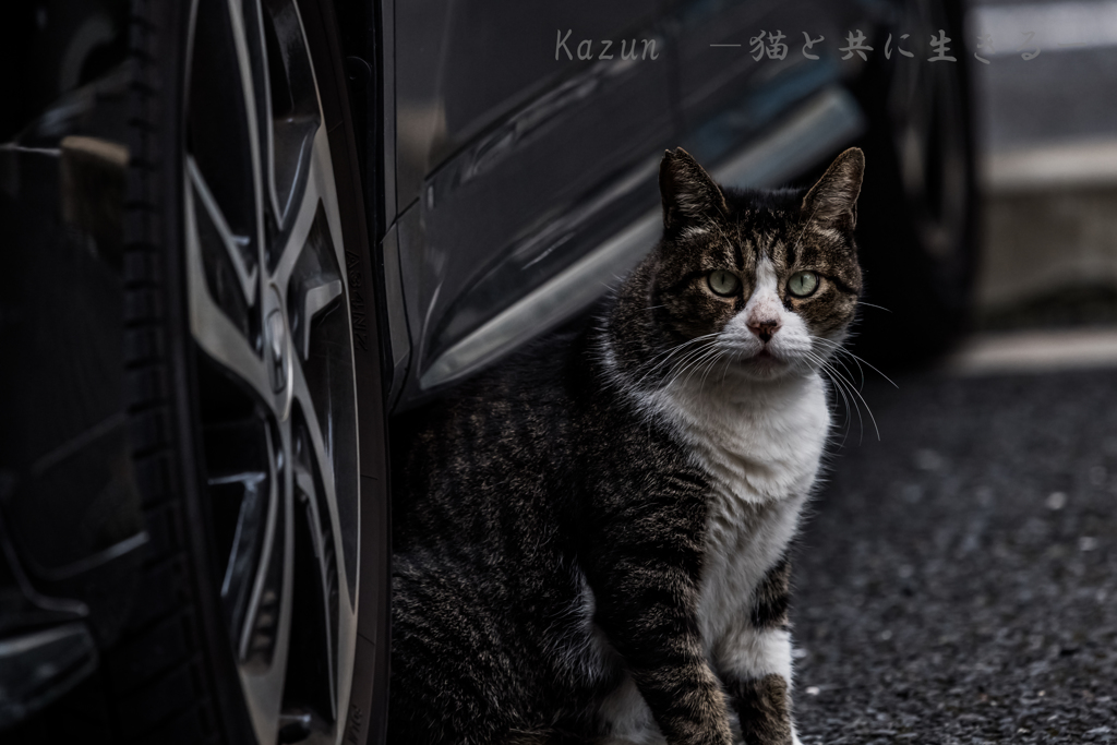 見つめる目が　地元風ニャ