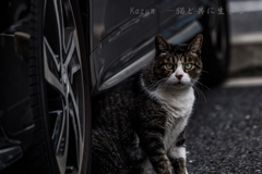 見つめる目が　地元風ニャ