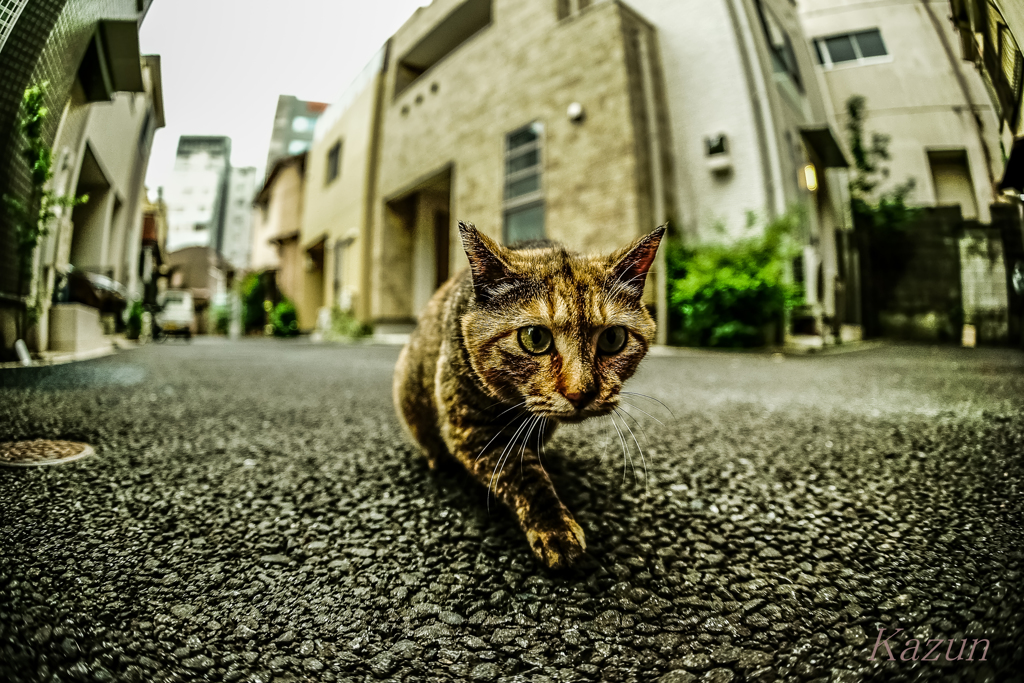 煮干に近づく