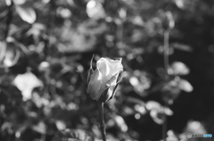 Rollei・ローライ RPX100