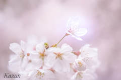 桜前線