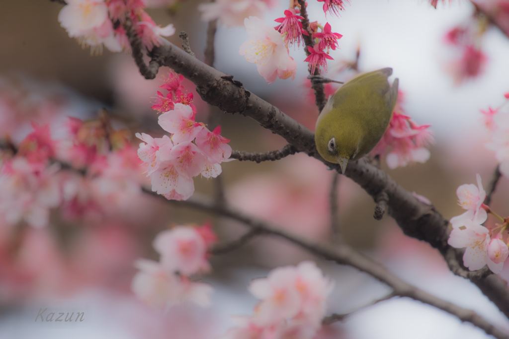 一期一会