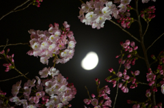 月櫻