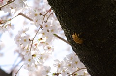 春抜