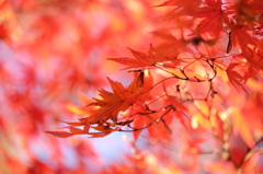 紅葉の葉