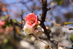 ぼけ