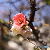 ぼけ