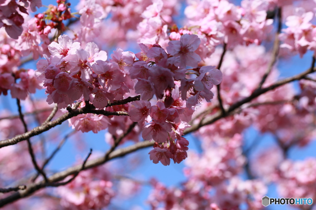 桜モデル