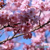 桜モデル