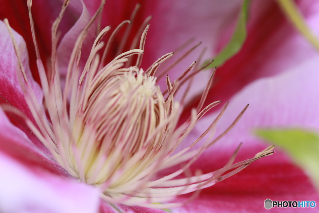花の核