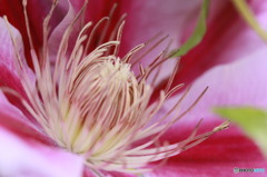 花の核
