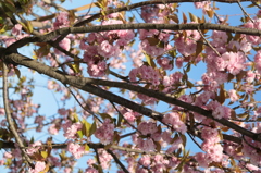 八重桜