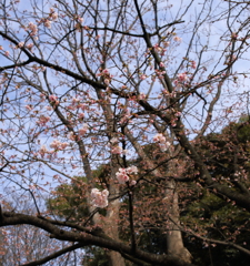 春の訪れ