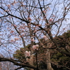 春の訪れ