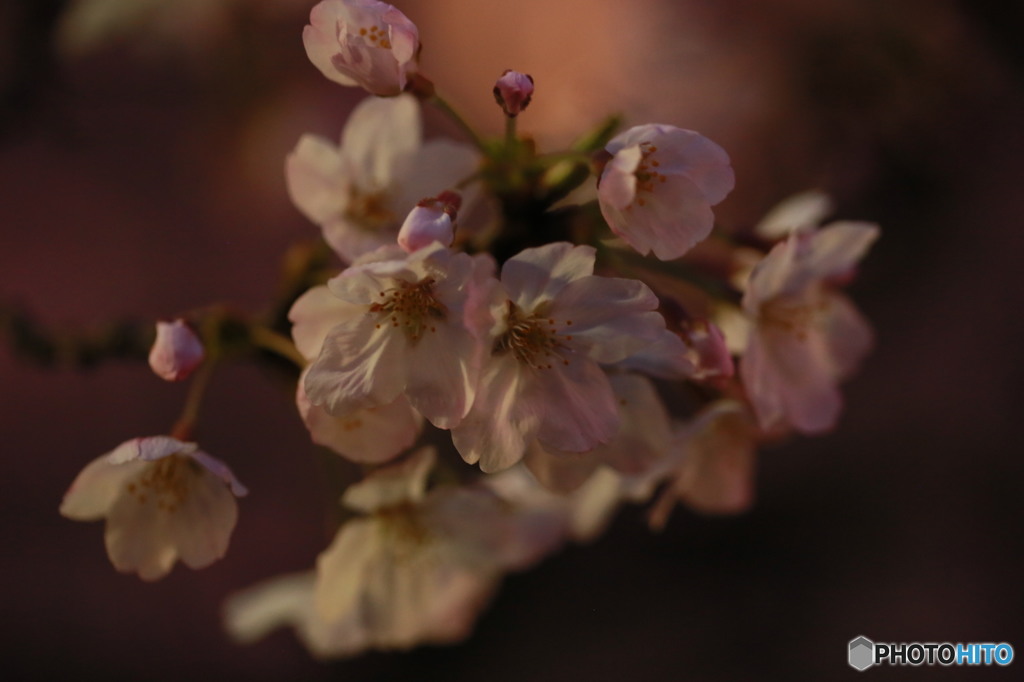 夜桜
