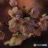 夜桜