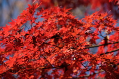 紅葉