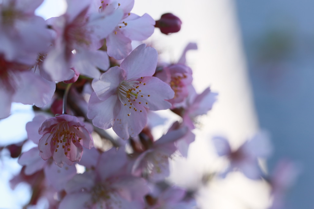 sakura
