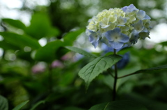 紫陽花も頑張っています