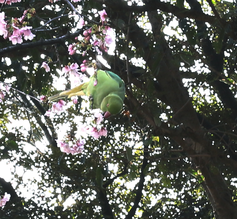鳥さん
