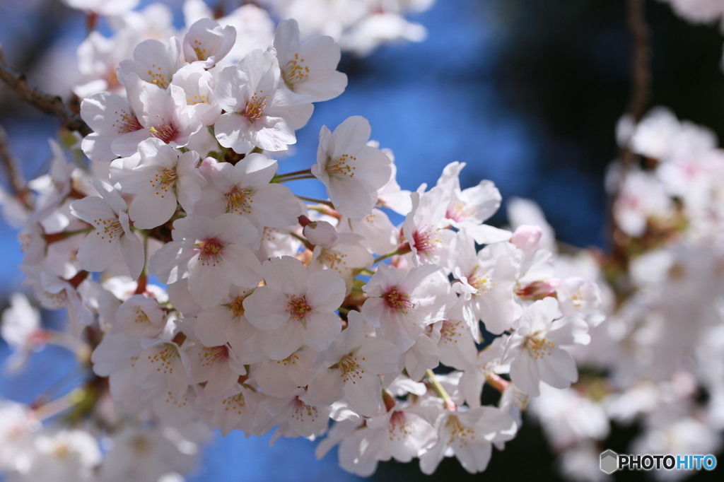 桜はじめました