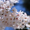 桜はじめました