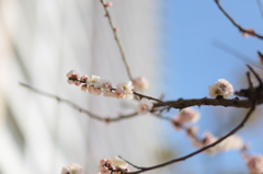 梅