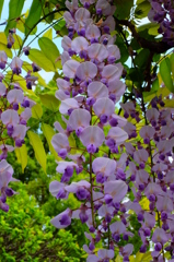 藤の花びら