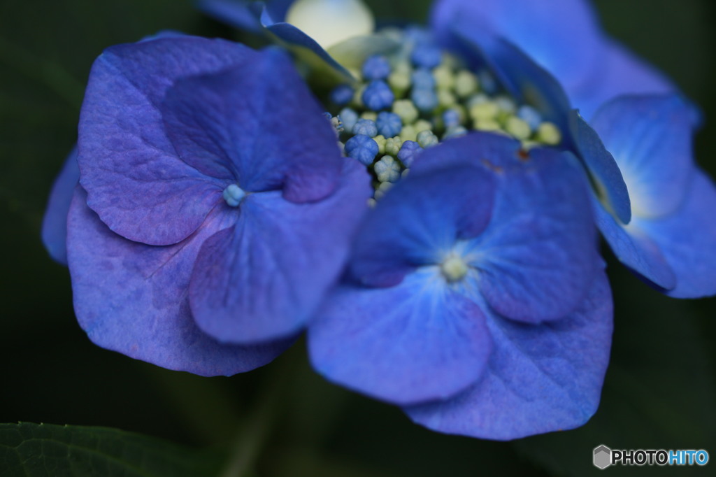 あじさいの花びら