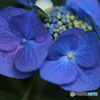 あじさいの花びら