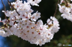 春の代名詞