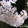 春の代名詞