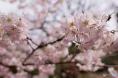 一足お先に