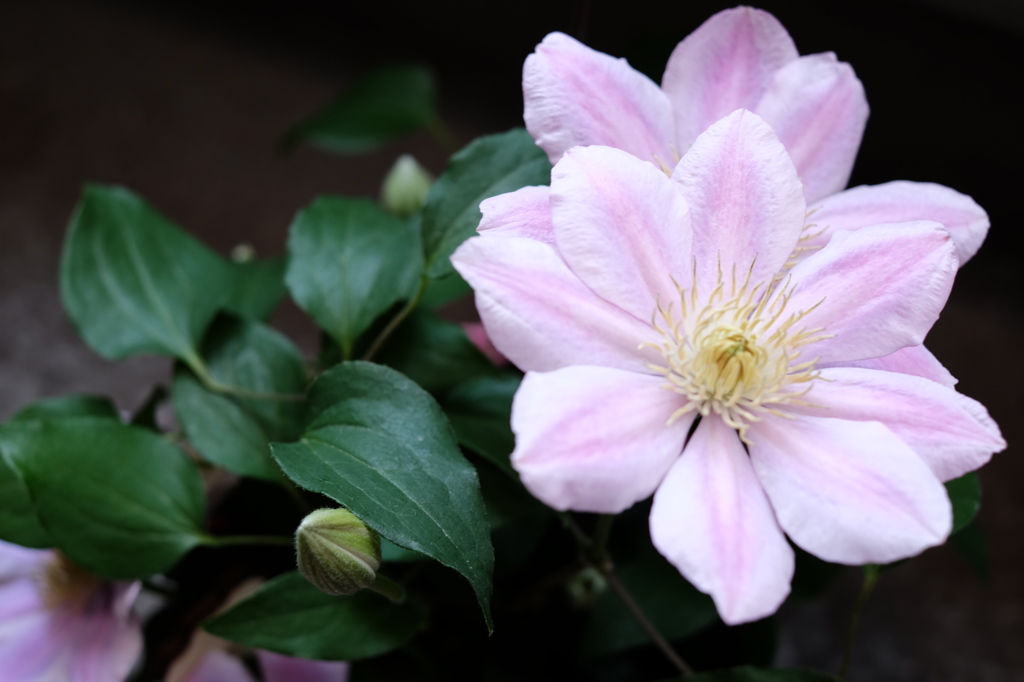 クレマチスの花