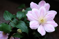 クレマチスの花