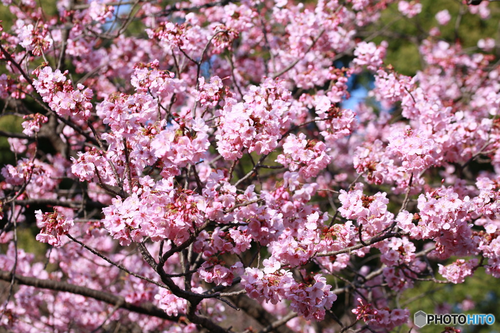 上野公園の桜