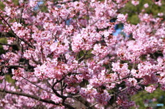上野公園の桜