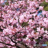 上野公園の桜