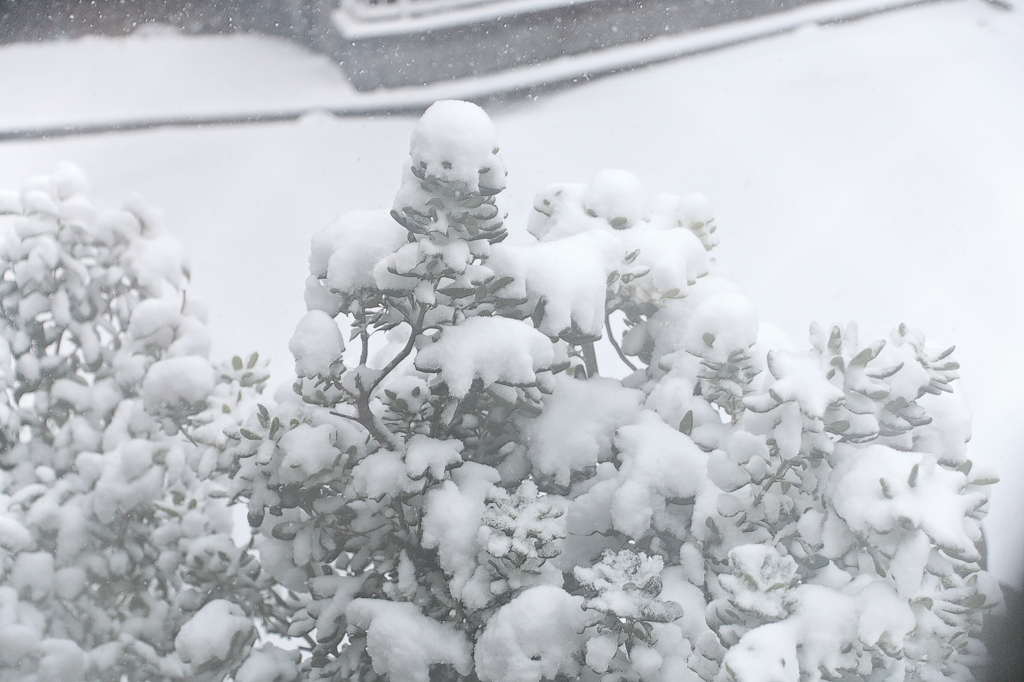 大雪