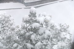 大雪