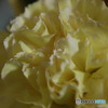 花１