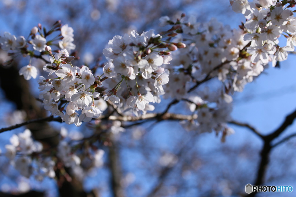 桜開花