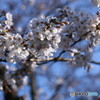桜開花