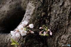 桜が目覚め始めたよ