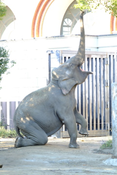 お鼻が伸びるのね