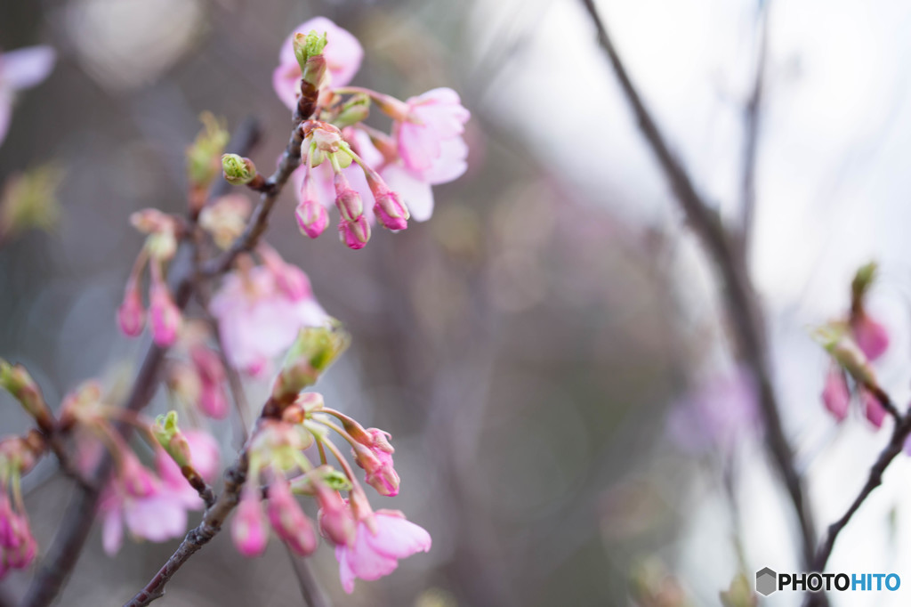 桜の活動