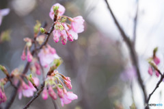 桜の活動