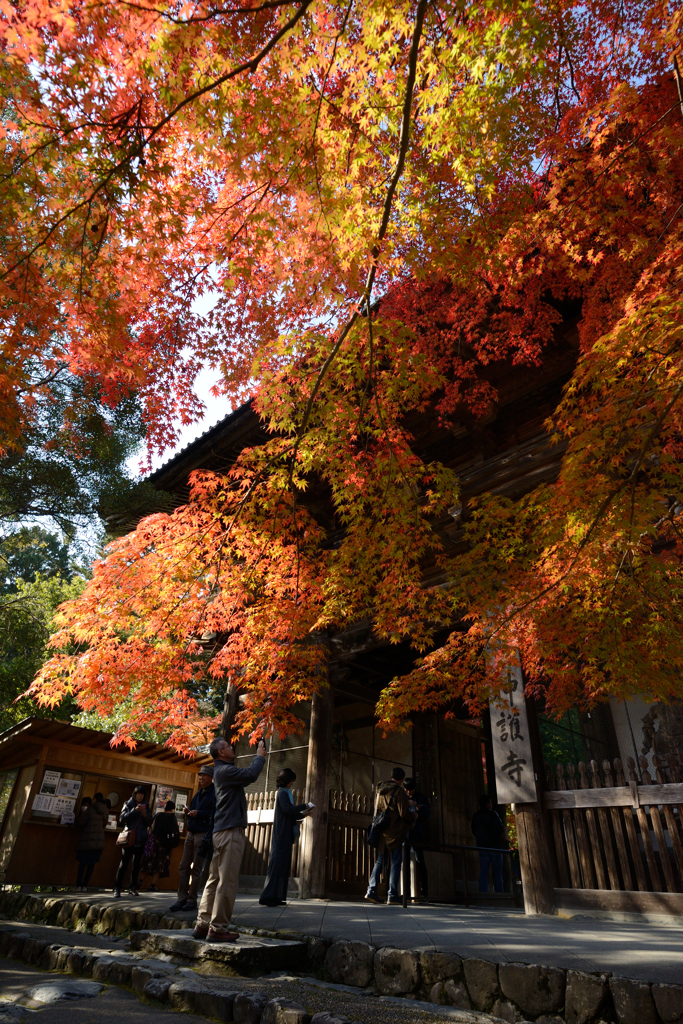 神護寺　～　降り注ぐ紅