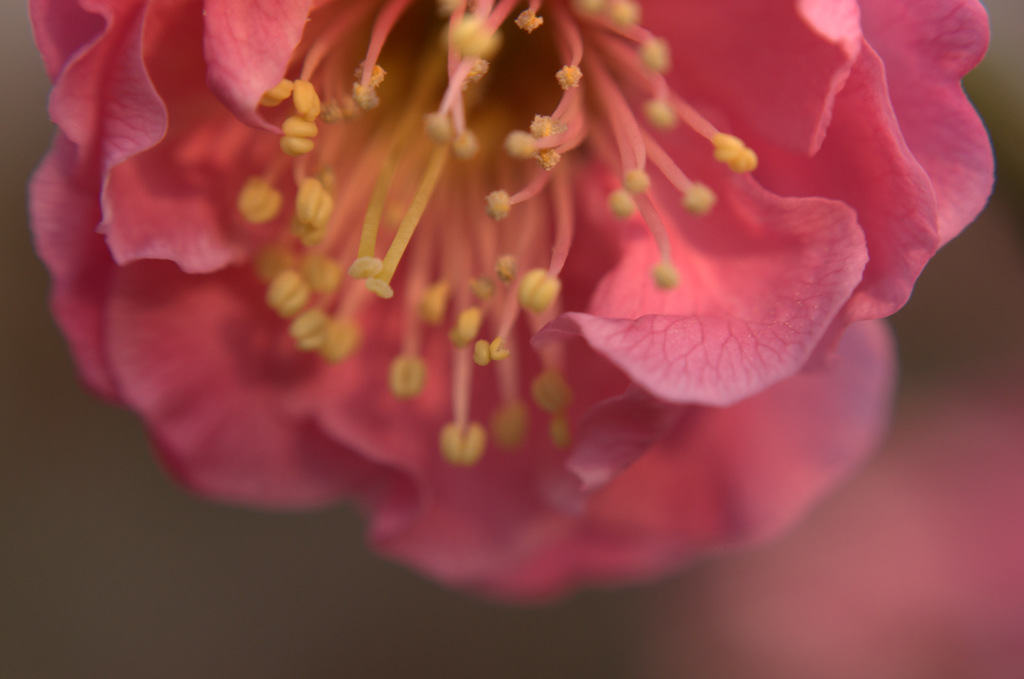 沈む陽　染まる花弁